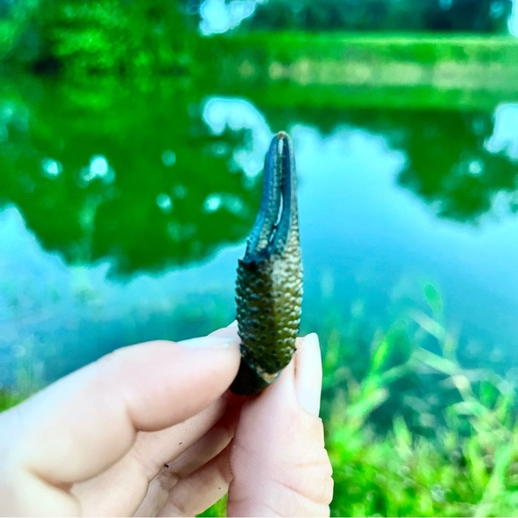 Crawfish Claws Coastal Crafting Supplies Nautical Cajun Home Decor x20 claws - Picture 2 of 3